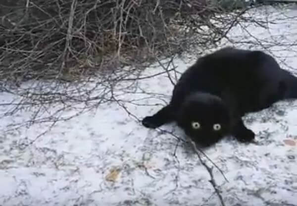 Чёрная кошка удивила своего хозяина реакцией на снег в Норвегии (Видео)