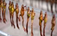 Китайская медицина: миллионы лягушек истребляются для приготовления лекарственной пищи в Китае. 7