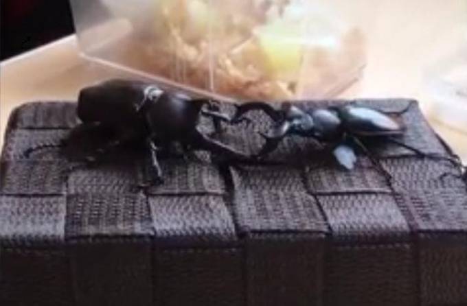 Эпичная драка двух жуков закончилась крайне неожиданно (Видео)