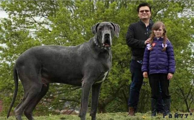 Собака весом 98 килограммов признана самой большой в Британии. (Видео)