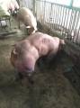 Камбоджийский «селекционер» вывел новый вид свиней с двойными окороками. (Видео) 0