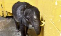 В зоопарке Питтсбурга вынуждены были усыпить недоношенного слонёнка (Видео) 0