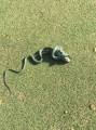 Летающая змея удивила своей прожорливостью, проглотив ящерицу в Тайланде. (Видео) 2