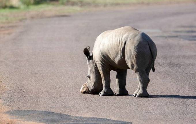 Детёныш носорога убрал препятствие в виде черепахи с дороги в африканском заповеднике