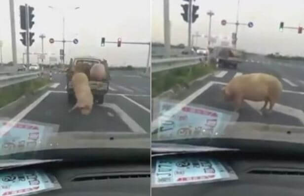 Свинья совершила побег из кузова грузовика на оживлённой автотрассе. (Видео)