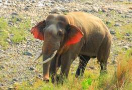 Слон с красными ушами был замечен в национальном заповеднике, в Индии. 2