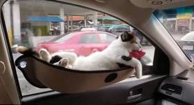 Новое приспособление для перевозки домашних животных в салоне автомобиля придумали в США. (Видео) 1