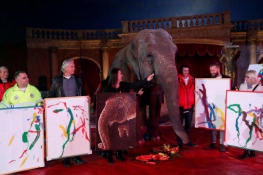 Картины, написанные индийским слоном выставили на аукцион в венгерском цирке. (Видео)