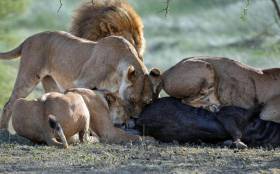 Поцелуй смерти. Львица впилась в морду беспомощной антилопы в африканском парке дикой природы 0