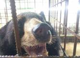 Медведь с огромным языком был прооперирован в Мьянме. (Видео) 2