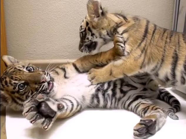 Брошенный тигрёнок нашёл друга в зоопарке Сан - Диего. (Видео)