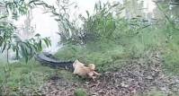 Маленький терьер поверг в бегство крокодила в Австралии (Видео) 1