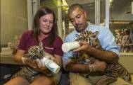 Брошенный тигрёнок нашёл друга в зоопарке Сан - Диего. (Видео) 5