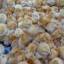 Тысячу брошенных цыплят случайно обнаружили в поле, в Британии. (Видео) 2