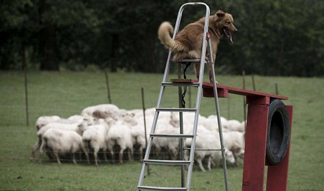 Слепая овчарка заняла пятое место на конкурсе пастушьих собак в Испании (Видео)