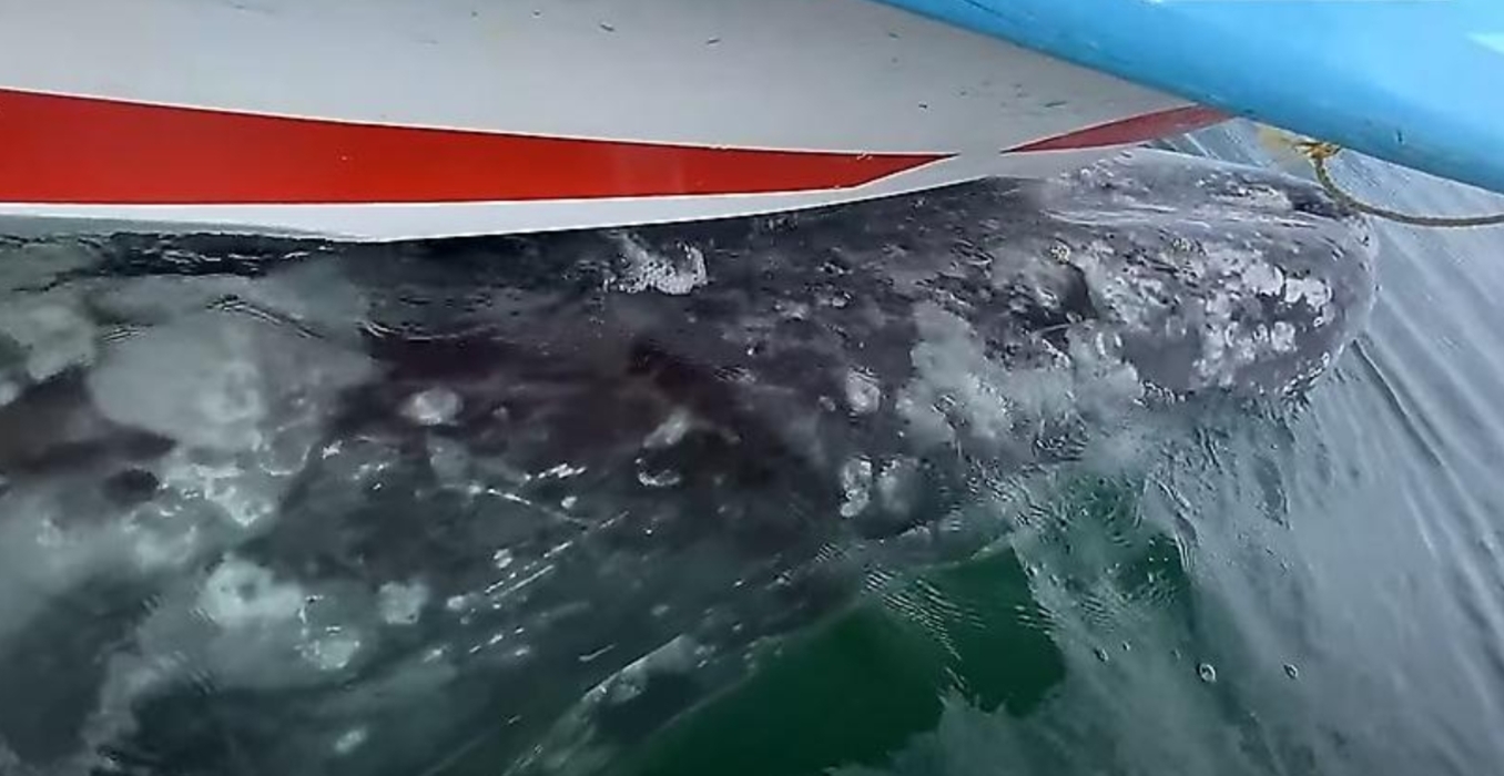 Серый кит «угнал» лодку с туристами возле побережья Мексики