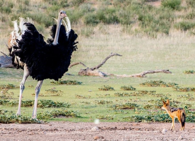 Конфликт голодного шакала со страусом привлёк внимание швейцарского фотографа