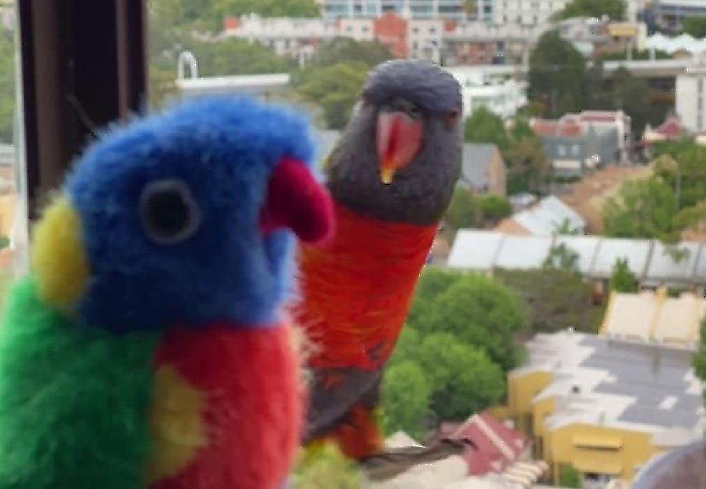 Видео с реакцией попугаев на свою плюшевую копию рассмешило сеть