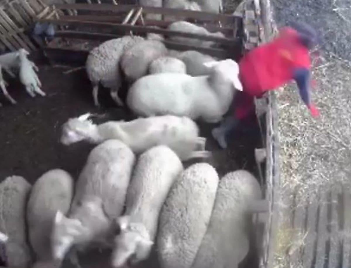 Злая овца выпроводила работника фермы из тесного загона в Сербии