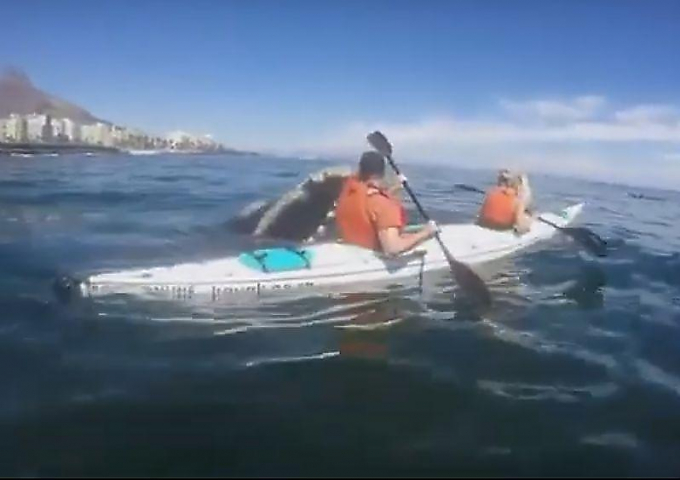Любопытный кит вынырнул рядом с лодкой туристов у побережья Кейптауна ▶