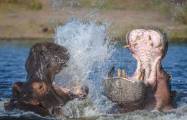 Два бегемота не поделили самку в Ботсване 4