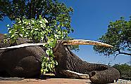Крупномасштабную операцию по перевозке слонов с использованием подъёмного крана, провели в Южной Африке 0