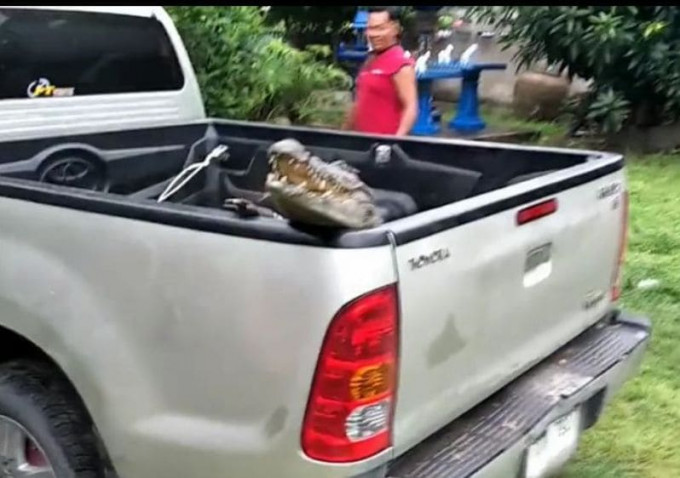 Крокодил смог отбиться от шести полицейских, поймавших его в Тайланде (Видео)