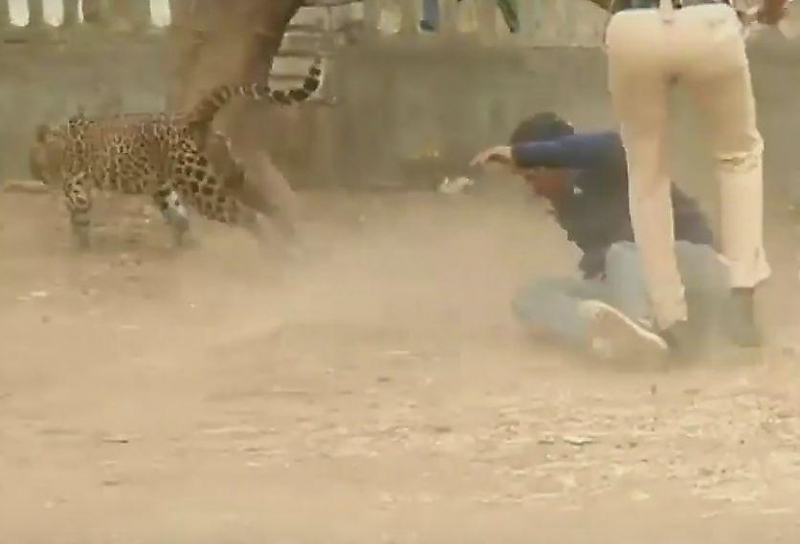 Леопард посеял панику в индийской деревне ▶