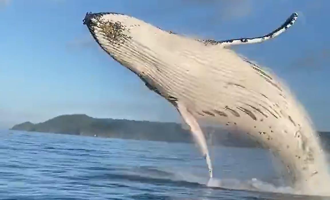 Прыжок горбатого кита попал на видео и застал врасплох туристов в Австралии