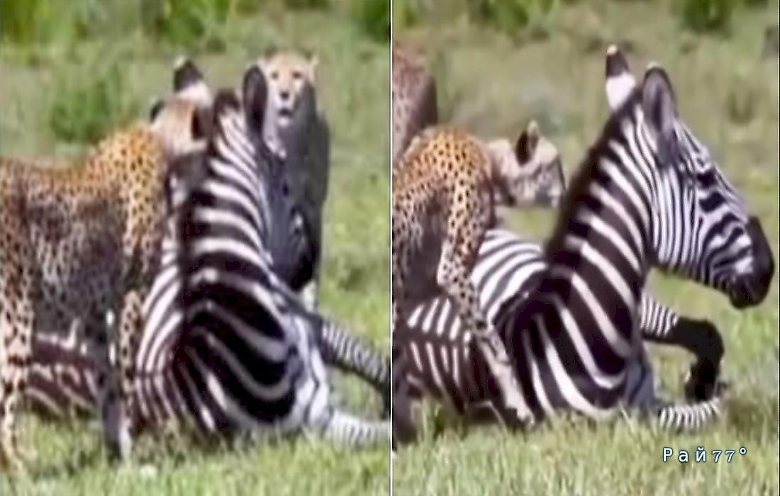 Гепарды растерялись при виде отдыхающей зебры: видео