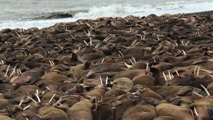 Массовое паломничество моржей испугало жителей маленькой деревни на Аляске