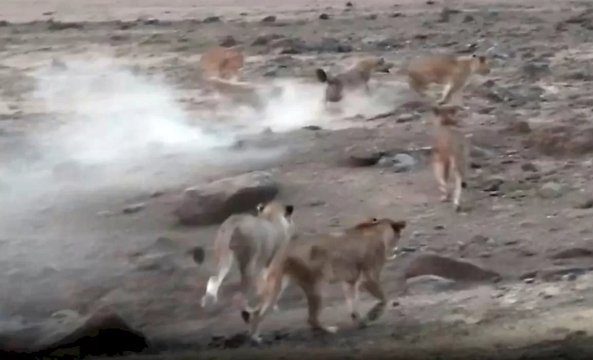 Юный лев заступился за сестёр, напавших на детёныша гиены в Кении - видео