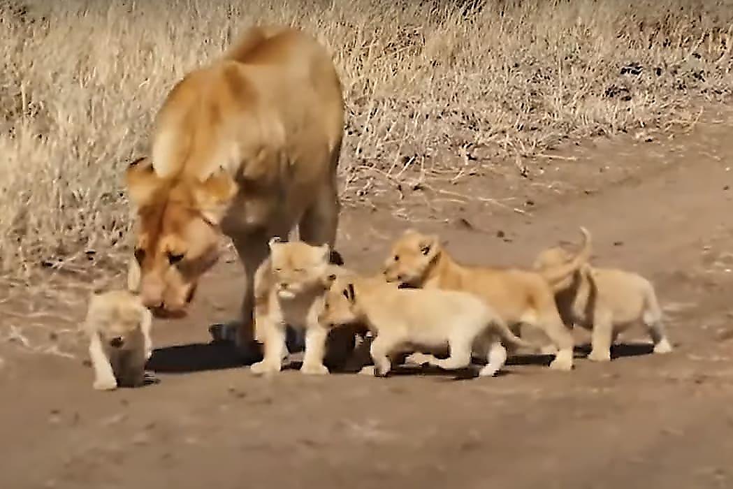 Первая прогулка львят, под руководством своей матери, попала на видео в ЮАР