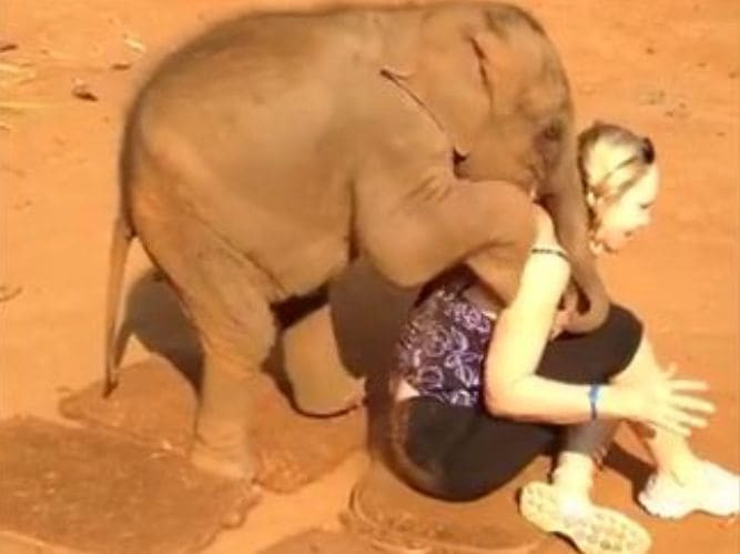 Работнику заповедника пришлось отбивать туристку от влюблённого слонёнка в Таиланде (Видео)