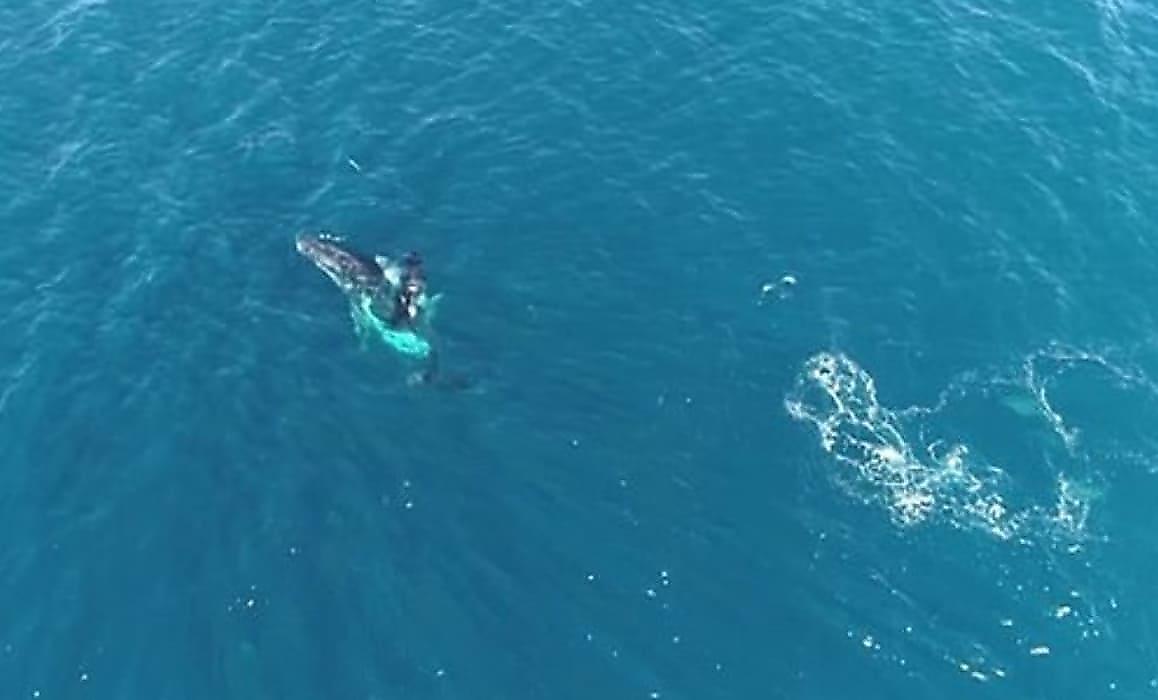 Самка кита несколько часов отбивала детёныша от косаток у побережья Австралии