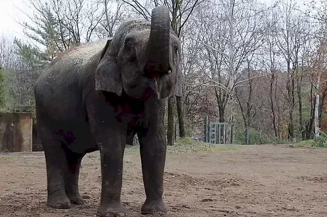 Слониха с больным сердцем не пережила нападения маленькой собачки в зоопарке США