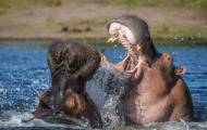 Два бегемота не поделили самку в Ботсване 5