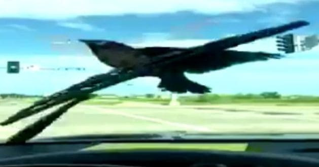 Наглая ворона покаталась на стеклоочистителе автомобиля в США (Видео)