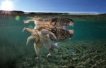 Фотограф запечатлел каракатицу с презервативом у побережья Неаполя 3