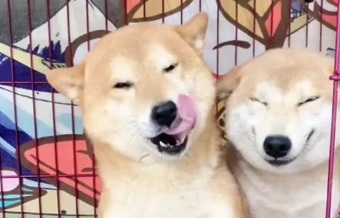 Жизнерадостные псы не смогли сдержать улыбок во время фотосессии с хозяином