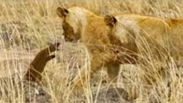 Мангуст перехитрил четырёх львят в кенийском заповеднике (Видео)