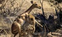 В объятьях смерти. Антилопа не смогла перепрыгнуть через гепарда в национальном парке Пиланесберг в ЮАР 1