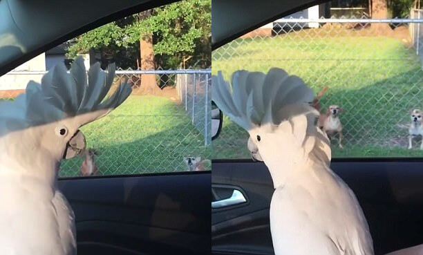 Забавная перекличка: попугай облаял трёх собак в США (Видео)