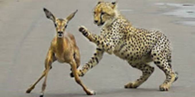 Гепард, поймавший антилопу, создал пробку на автодороге в южноафриканском заповеднике (Видео)