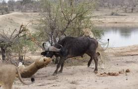 Львиный прайд пообедал буйволом на глазах шокированного фотографа. (Видео) 1