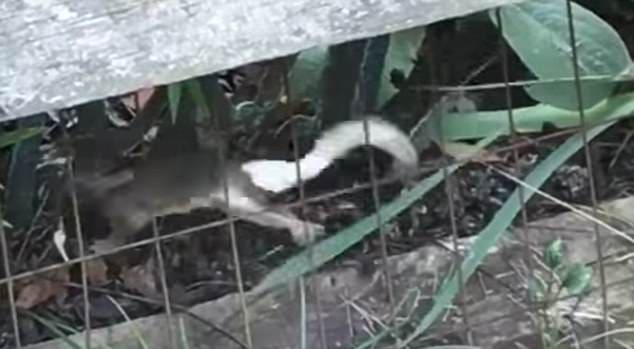 Крольчиха мать отбила своего детёныша у змеи на ферме в Огайо. (Видео)