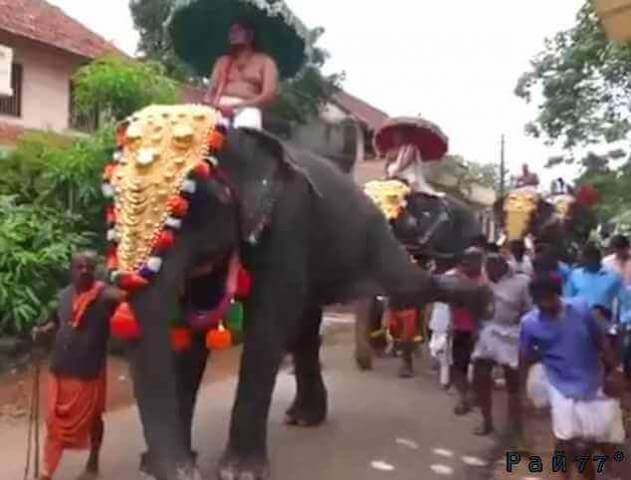 Слон послал в глубокий нокаут индийца во время священной церемонии. (Видео)