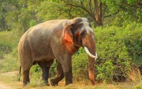 Слон с красными ушами был замечен в национальном заповеднике, в Индии. 1