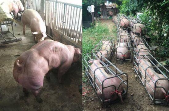 Камбоджийский «селекционер» вывел новый вид свиней с двойными окороками. (Видео)