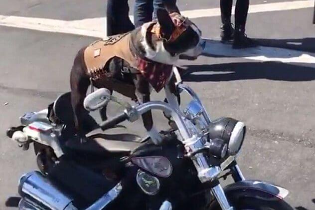 Пёс - байкер путешествует по США на собственном мотоцикле. (Видео)